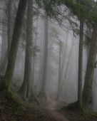 Zahmlený les v Oregone (USA)