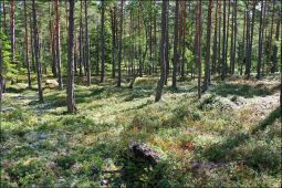 Krásny les vo Švédsku